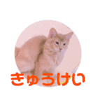 レオたんスタンプパート2（個別スタンプ：13）