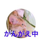 レオたんスタンプパート2（個別スタンプ：16）