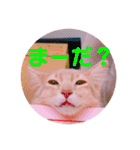 レオたんスタンプパート2（個別スタンプ：20）