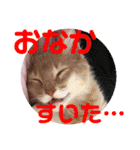 レオたんスタンプパート2（個別スタンプ：23）