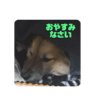 ビビリ犬ペコちゃん（個別スタンプ：3）