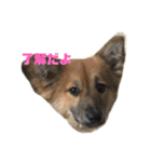 ビビリ犬ペコちゃん（個別スタンプ：5）