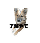 ビビリ犬ペコちゃん（個別スタンプ：7）