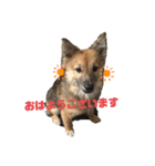 ビビリ犬ペコちゃん（個別スタンプ：8）
