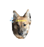 ビビリ犬ペコちゃん（個別スタンプ：12）