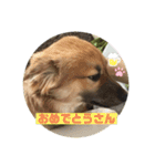 ビビリ犬ペコちゃん（個別スタンプ：15）