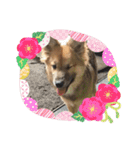 ビビリ犬ペコちゃん（個別スタンプ：16）