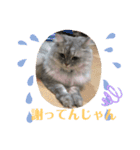 上からキーちゃん1（個別スタンプ：8）