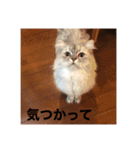 上からキーちゃん1（個別スタンプ：12）