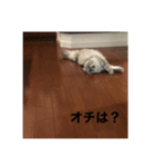 上からキーちゃん1（個別スタンプ：13）