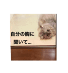 上からキーちゃん1（個別スタンプ：16）
