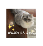 上からキーちゃん1（個別スタンプ：21）