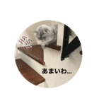 上からキーちゃん1（個別スタンプ：23）