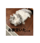 上からキーちゃん1（個別スタンプ：24）