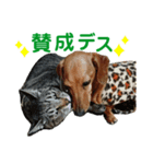 お庭わんラス太＆ボブ（個別スタンプ：5）