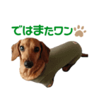 お庭わんラス太＆ボブ（個別スタンプ：8）