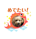 マルプーの七五三（個別スタンプ：12）