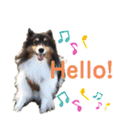 愛犬シェリーちゃんだよ（個別スタンプ：1）