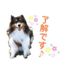 愛犬シェリーちゃんだよ（個別スタンプ：2）