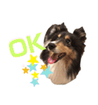 愛犬シェリーちゃんだよ（個別スタンプ：3）