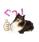 愛犬シェリーちゃんだよ（個別スタンプ：5）