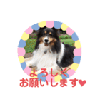 愛犬シェリーちゃんだよ（個別スタンプ：6）