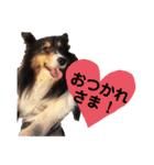 愛犬シェリーちゃんだよ（個別スタンプ：7）