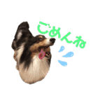 愛犬シェリーちゃんだよ（個別スタンプ：9）
