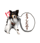 愛犬シェリーちゃんだよ（個別スタンプ：10）