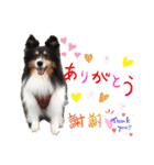 愛犬シェリーちゃんだよ（個別スタンプ：11）
