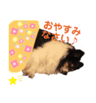 愛犬シェリーちゃんだよ（個別スタンプ：12）