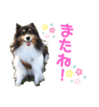 愛犬シェリーちゃんだよ（個別スタンプ：13）