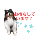 愛犬シェリーちゃんだよ（個別スタンプ：14）