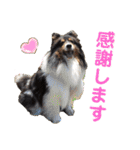 愛犬シェリーちゃんだよ（個別スタンプ：15）