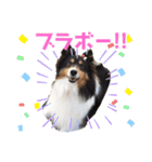 愛犬シェリーちゃんだよ（個別スタンプ：16）