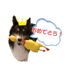 愛犬シェリーちゃんだよ（個別スタンプ：17）