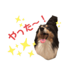 愛犬シェリーちゃんだよ（個別スタンプ：18）