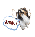 愛犬シェリーちゃんだよ（個別スタンプ：20）
