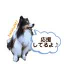 愛犬シェリーちゃんだよ（個別スタンプ：21）