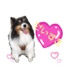 愛犬シェリーちゃんだよ（個別スタンプ：22）