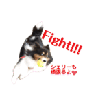 愛犬シェリーちゃんだよ（個別スタンプ：24）