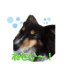 愛犬シェリーちゃんだよ（個別スタンプ：26）
