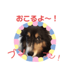 愛犬シェリーちゃんだよ（個別スタンプ：27）