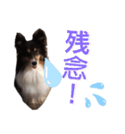 愛犬シェリーちゃんだよ（個別スタンプ：28）