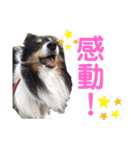 愛犬シェリーちゃんだよ（個別スタンプ：29）