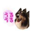 愛犬シェリーちゃんだよ（個別スタンプ：30）