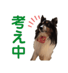 愛犬シェリーちゃんだよ（個別スタンプ：31）