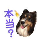 愛犬シェリーちゃんだよ（個別スタンプ：32）