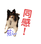 愛犬シェリーちゃんだよ（個別スタンプ：33）