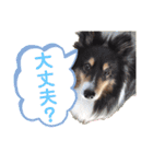愛犬シェリーちゃんだよ（個別スタンプ：34）